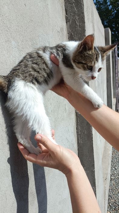 Отдам котят в добрые руки