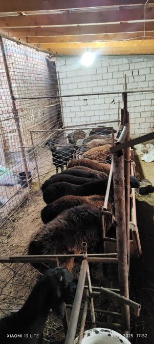 Qoy qoʻchqor bor sotiladi