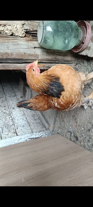 Продам циплят подростков