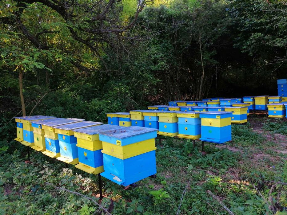 Пчелен мед от производител 2024