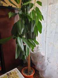 Ficus planta terasa