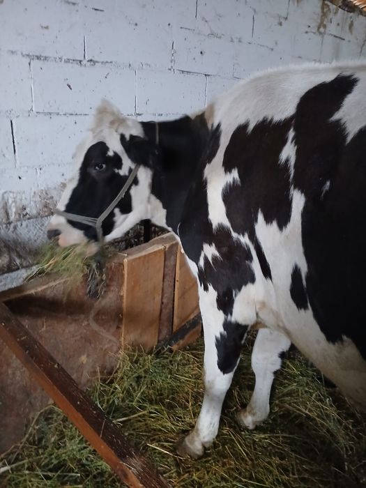 Vand vaci Holstein Friesien original
