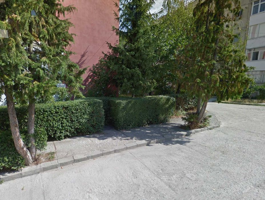 Gard Viu, Ligustrum Vulgare ( Fire de gard Viu )