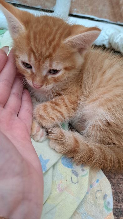 Отдам в добрые руки