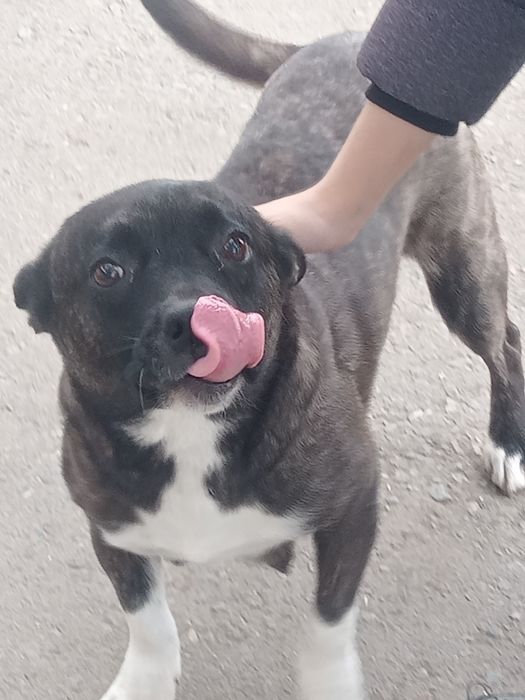 Кутята мама французкий бульдог