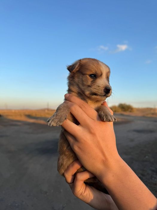 Щенки 2 девочки 6 мальчиков