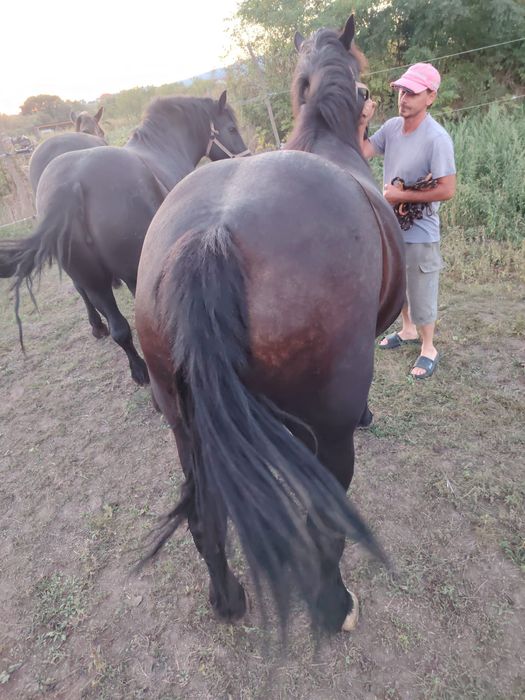 Mânză de 3 ani ,