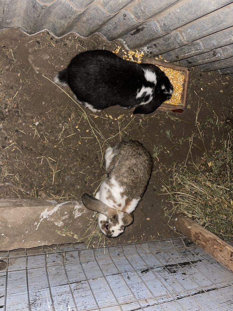 Vnad pereche de iepuri berbec german