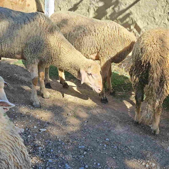 Овце,коч,женски шилета за разплод