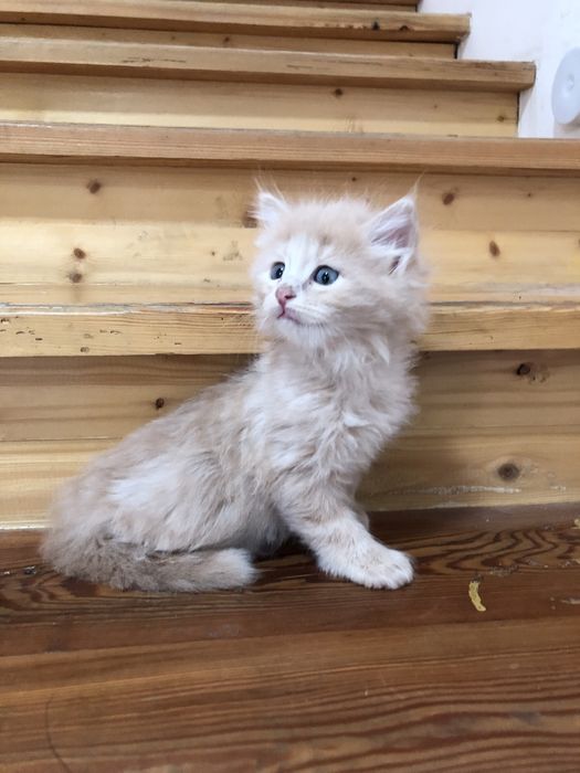 Продаются котята