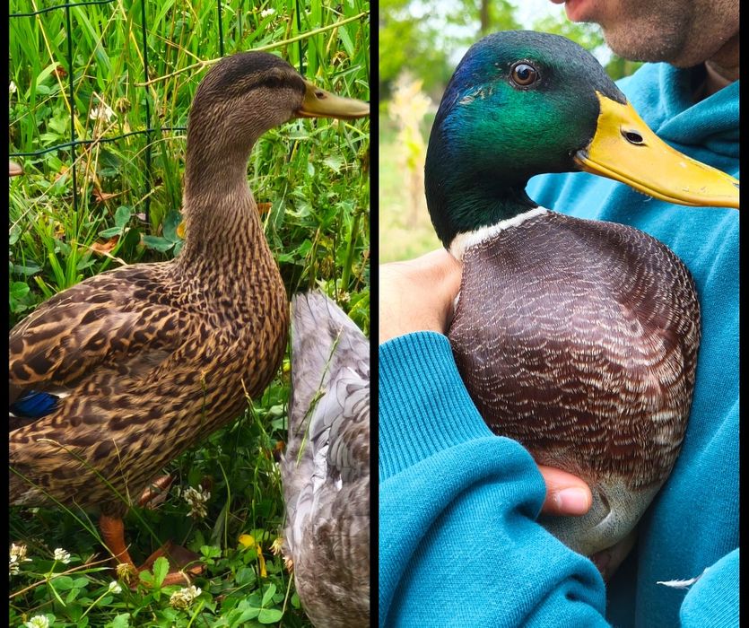 Rate salbatice si pitice olandeze