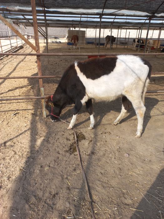 Гунажин сотилади