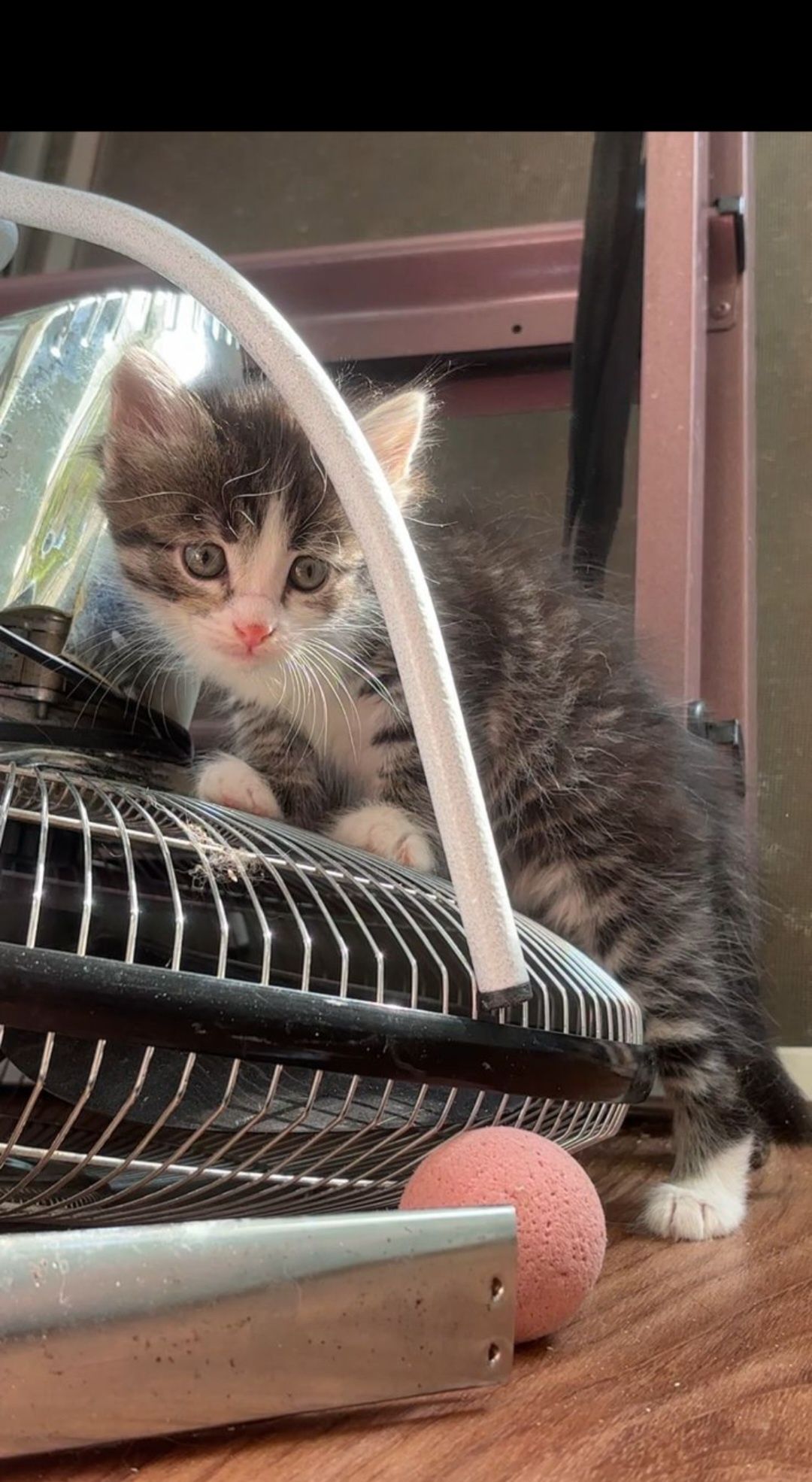 Отдам котенка в добрые руки