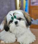 Shih Tzu băiat 6 luni