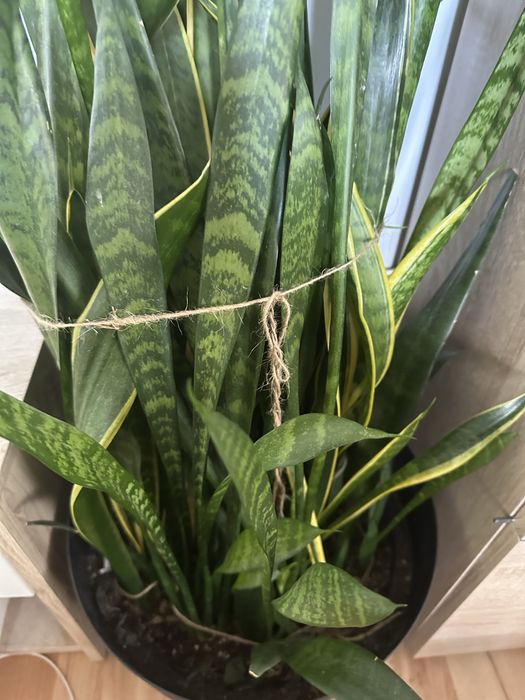 Сансевиера цвете в саксия