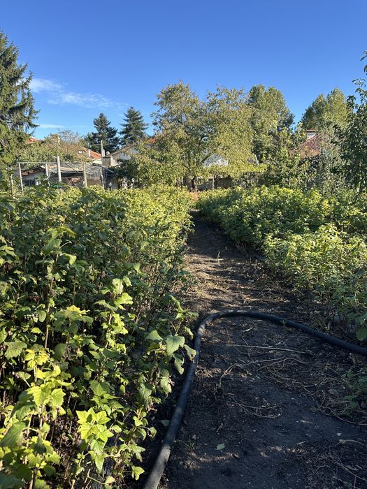 Продавам разсад касис