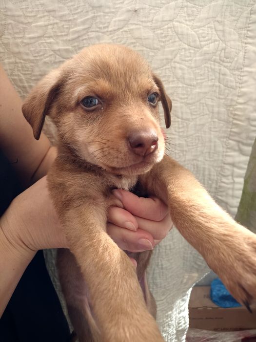 Ищу заботливого хозяйна