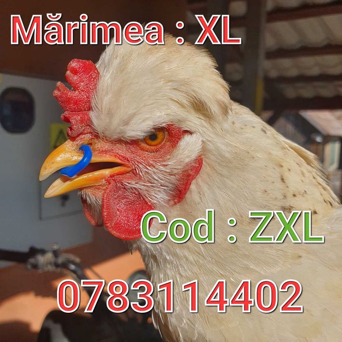 Gaini Fazani Cocosi Curci Pauni Pasari-Inel Nazal-Ochelari Fara AC-ZXL
