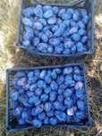Prune pentru tuica