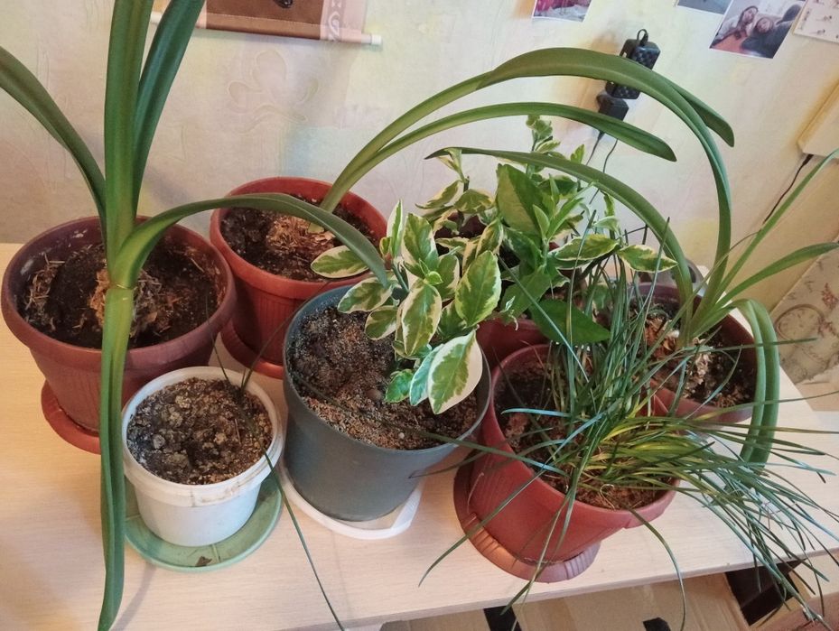 Продам комнатный цветок