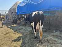 Vaca gestanta de vanzare