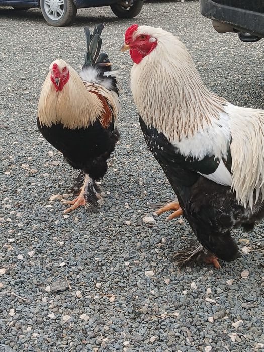 Cocoși brahma tineret