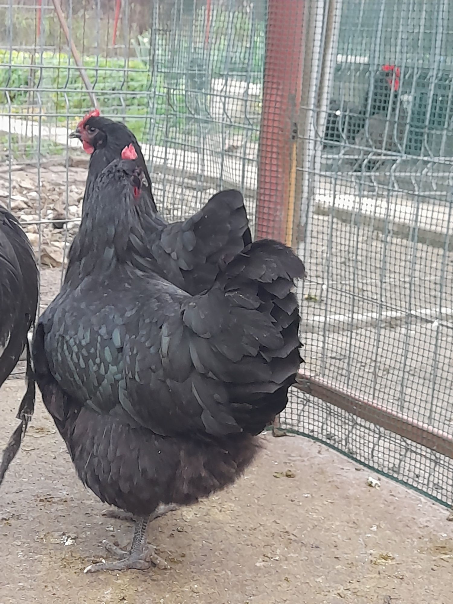 Vând cu precomanda ouă și pui din rasa Australorp Albastru si Negru