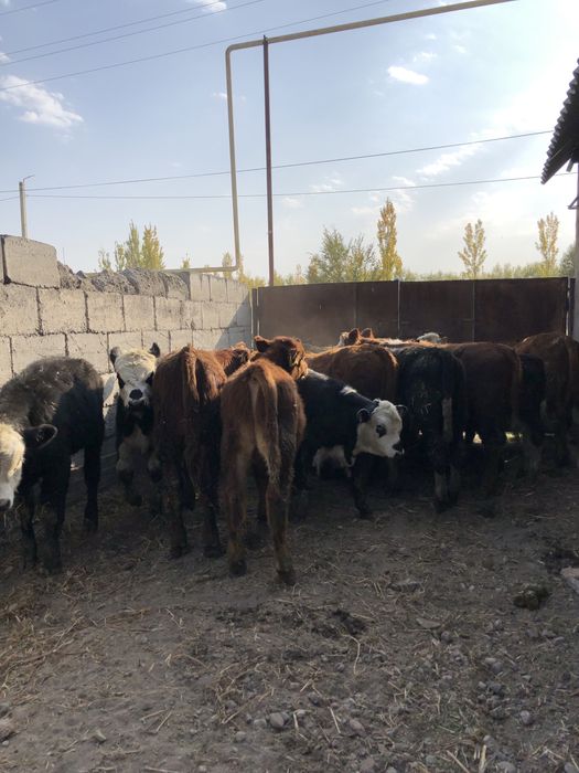Продаю быков