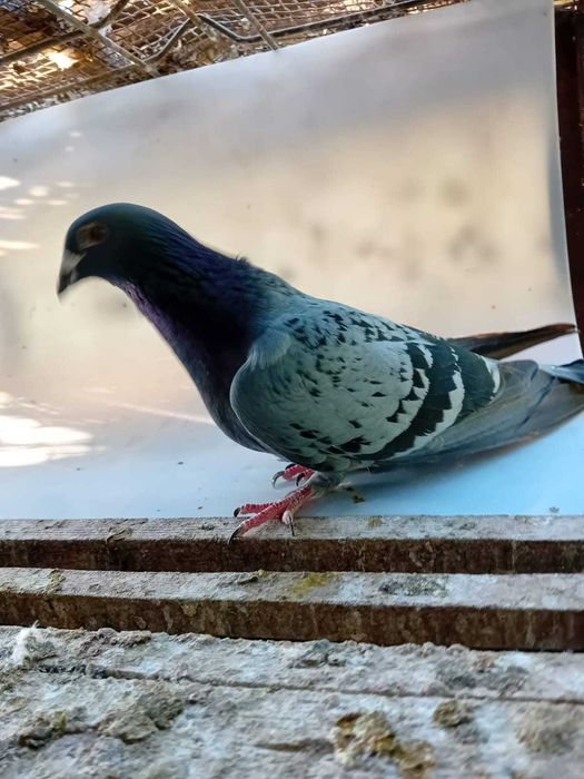Vand porumbei din matca