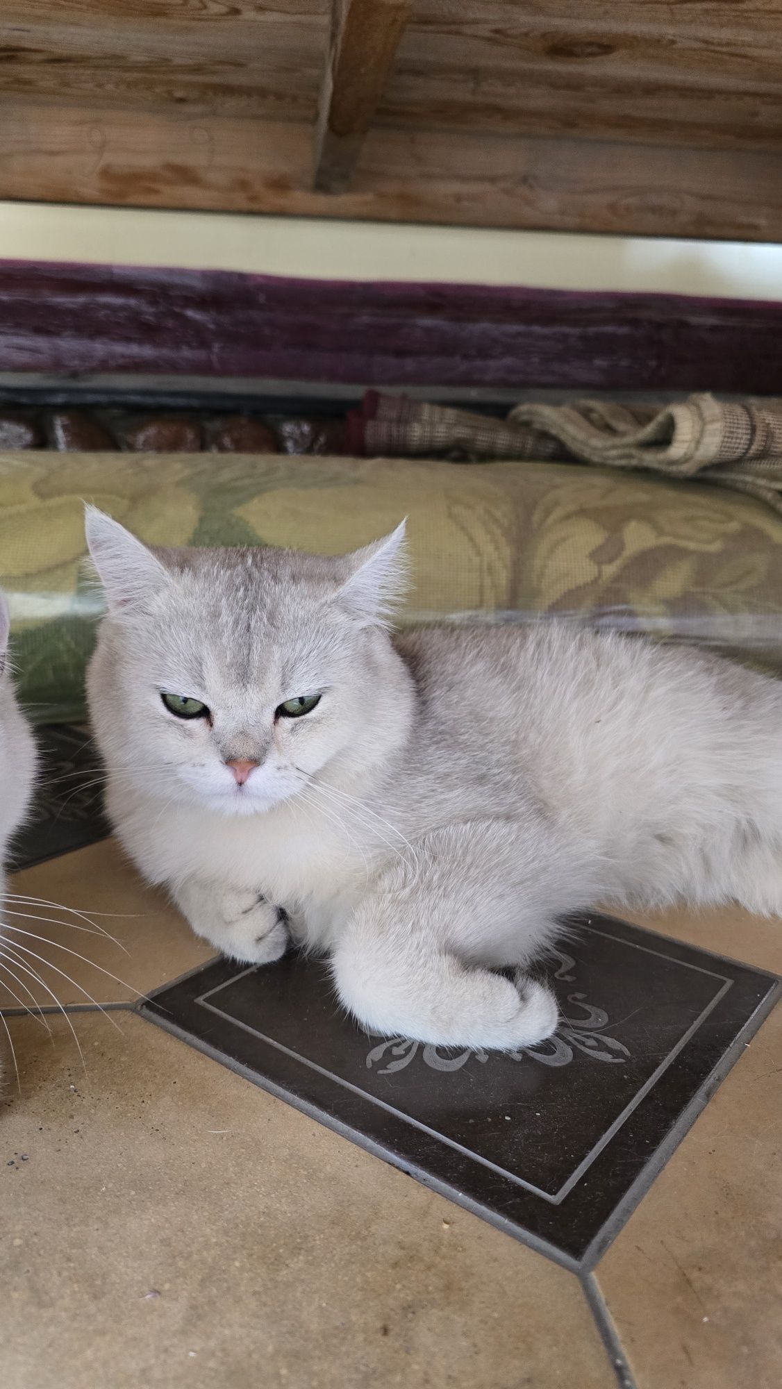 Toza Qon Silver Shinshila sotladi ug'il