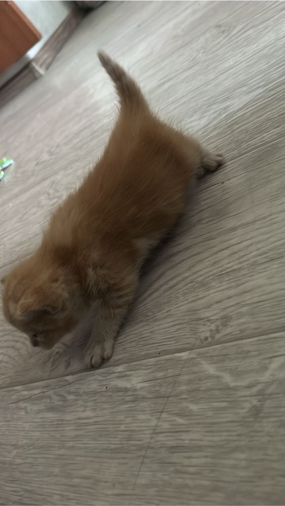 Отдам котят   От вислоухой кошки