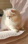 Mascul British Longhair Pedigree