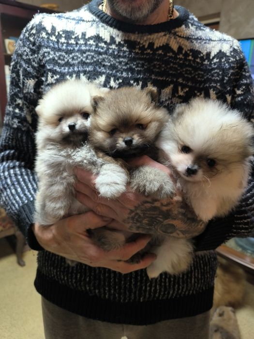 Померан мини момичета