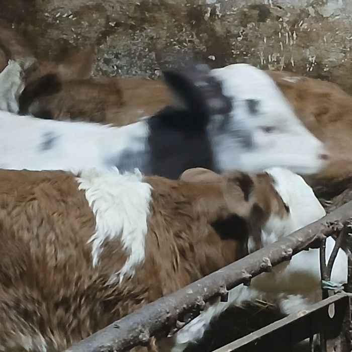 Vitei baltata si belgian