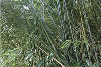 bambus cu tulpina verde si galben aclimatizat