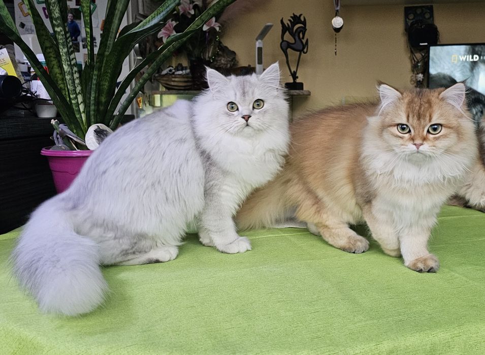 Британски дългокосмести котенца