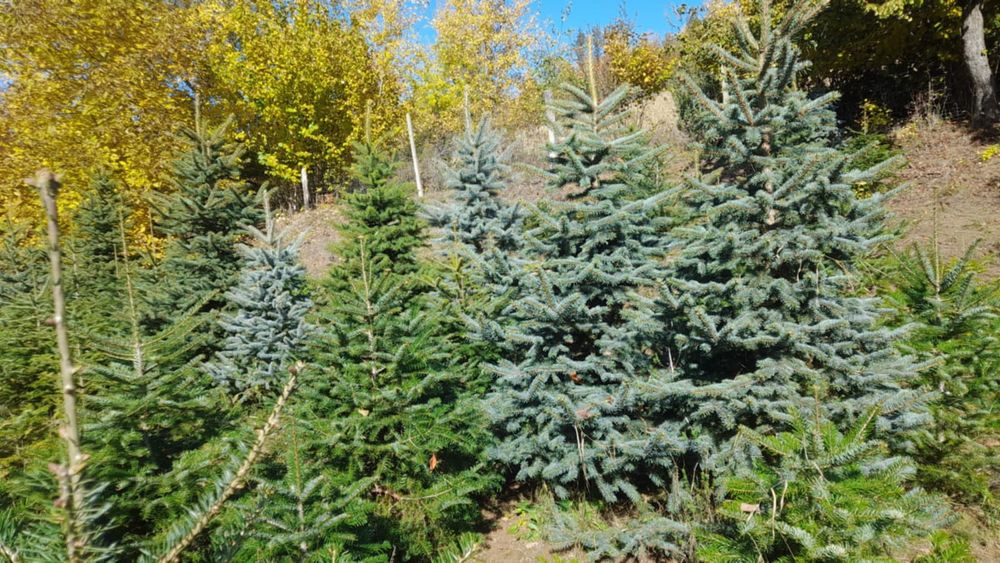 Brazi arginti,verzi/pini Sylvestru, hymalaia