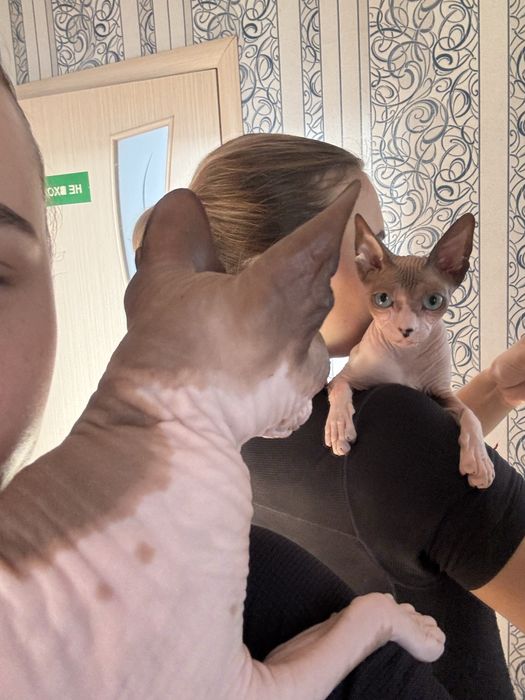 Кошечка (донской сфинкс )