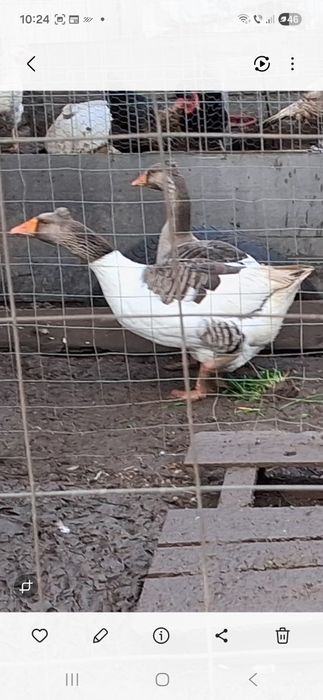 Gâște  tuluz rasa mare