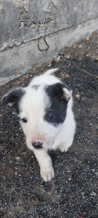 отдам щенка в хорошие руки