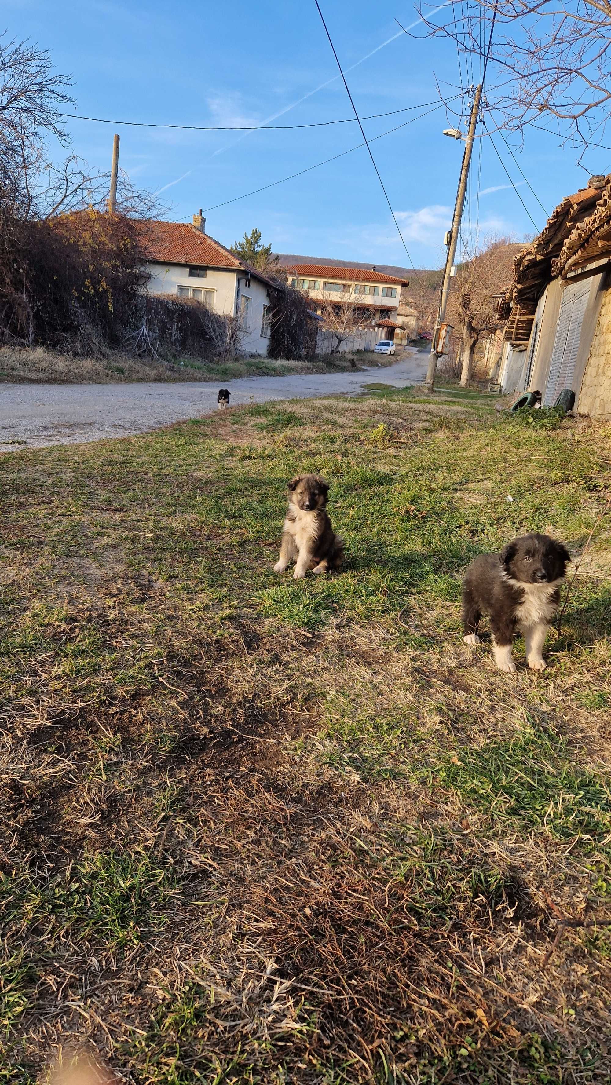 Подаряваме мъжко кученце на 2 месеца