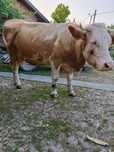 Vaca de 4 ani gestanta in 3 luni