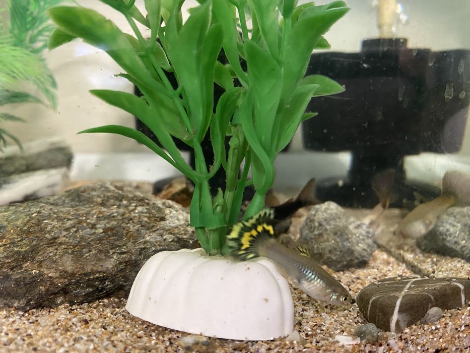 Vand gupii si pesti neon