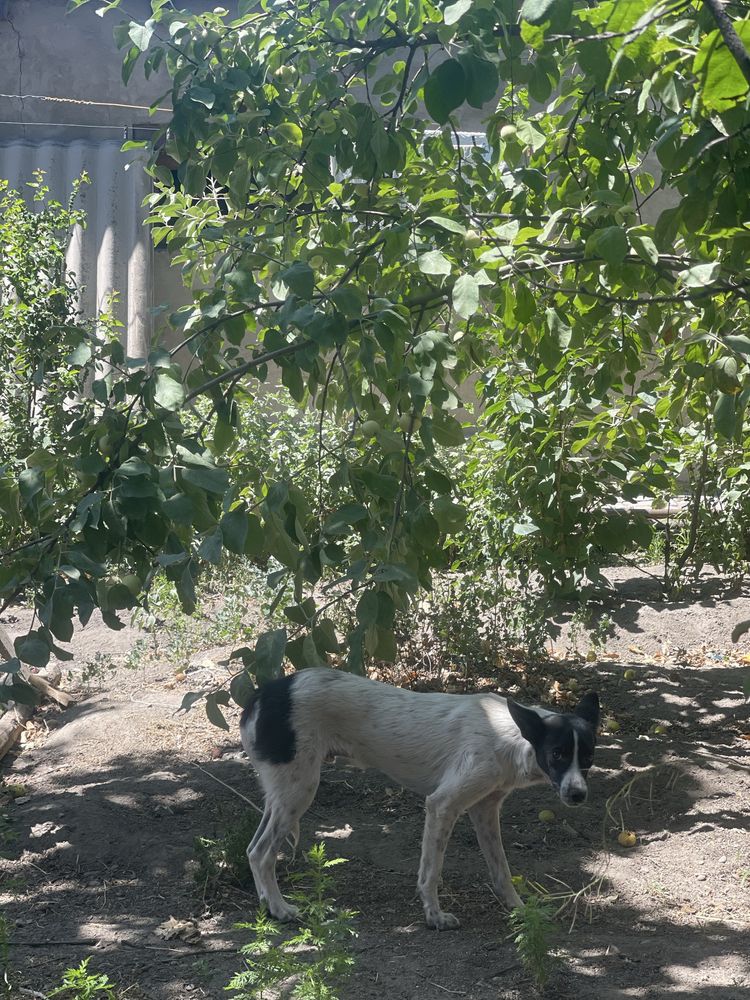 Продам охотничью собаку