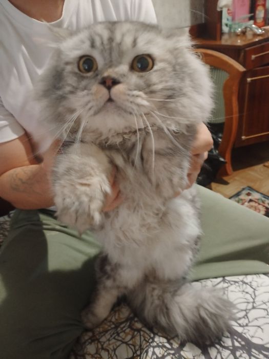 Персидский кот, не дорого в добрые руки