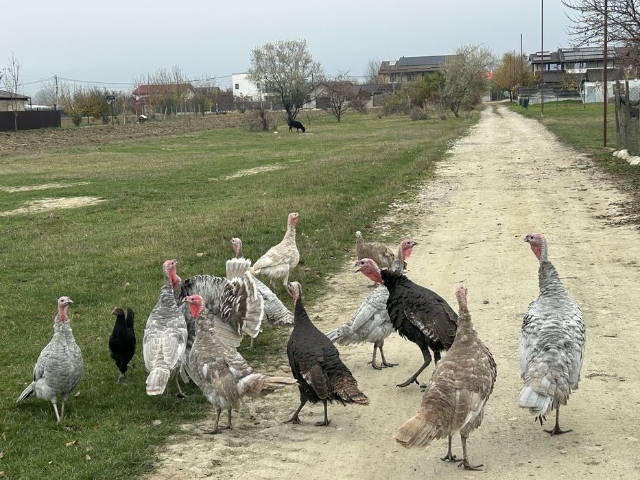 Vand curci de anul trecut si de snul asta