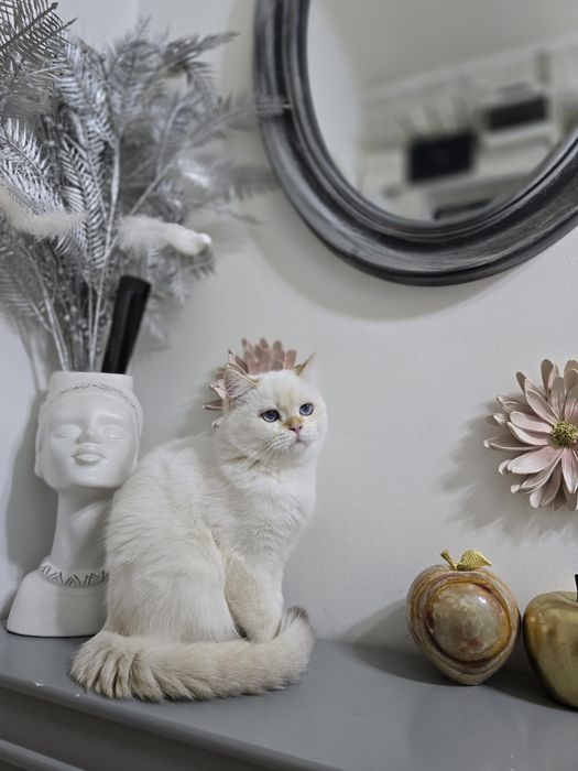 Pui pisică, british shorthair, băiețel