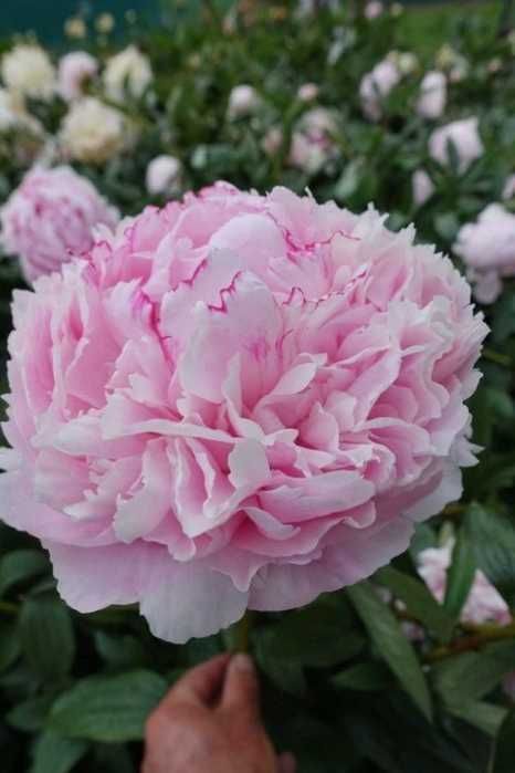 Rizomi ( bulbi) de Bujor Nobil Gigant, pt plantat, Alb, Roz, Rosu