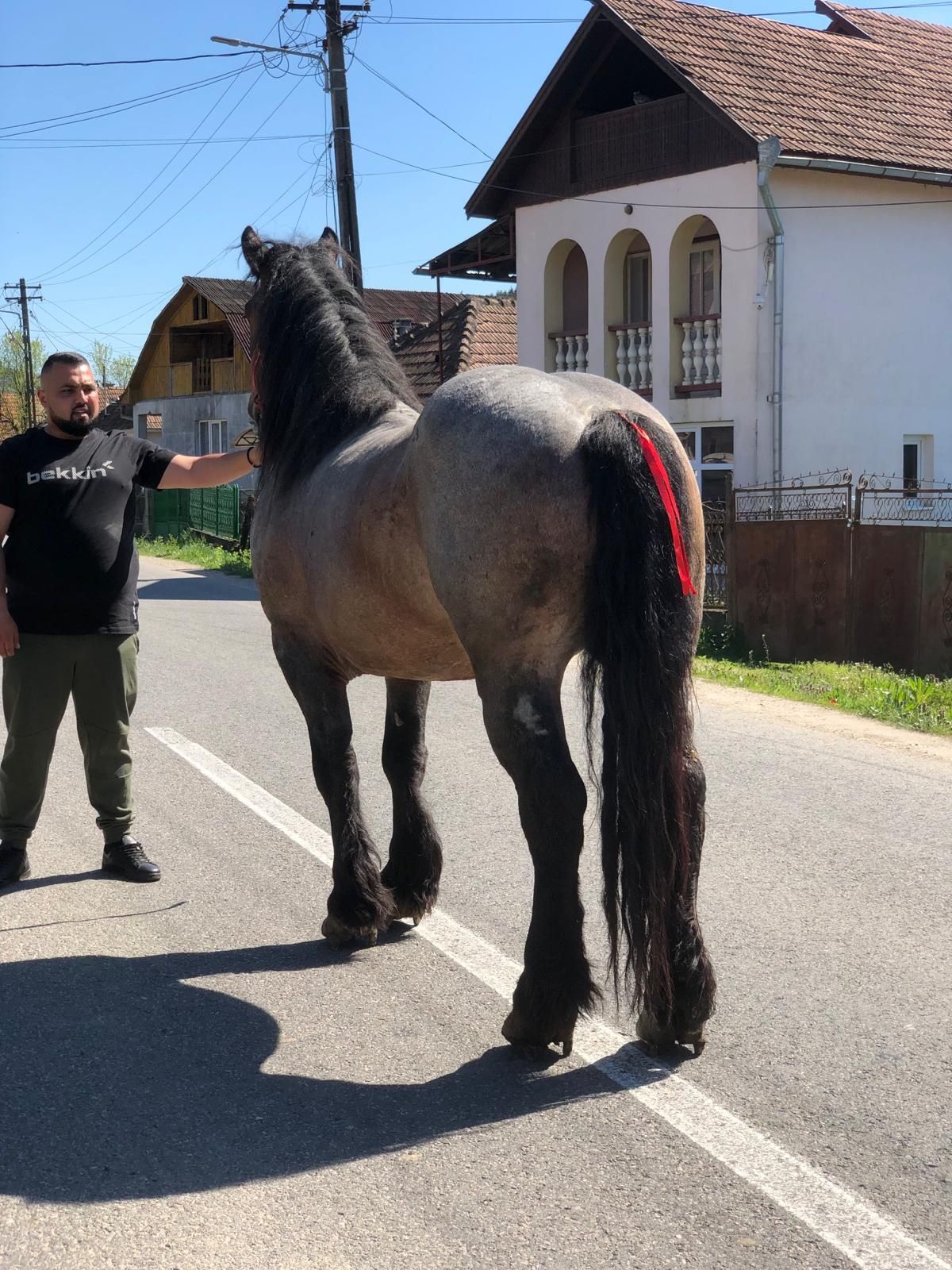 Armasar greu cu forme.bune pt pretentiosii  de 5 ani lucrat la padure.