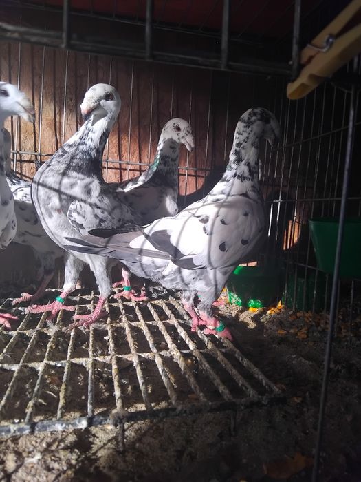 Porumbei germani de expozitie